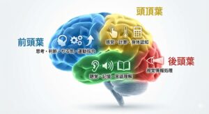 cerebrum-lobes-detailed-functional-map-japanese.jpg