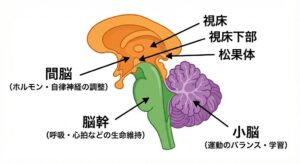 lower-brain-structures-detail-japanese.jpg
