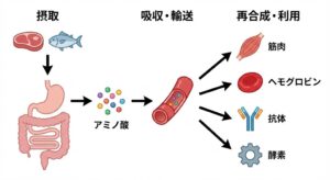 protein-metabolism-amino-acids-diagram.jpg