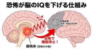 amygdala-hijack-brain-mechanism-japanese.jpg