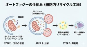 autophagy-recycling-mechanism-japanese.jpg