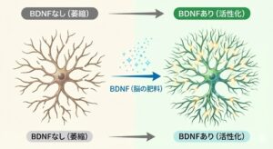 bdnf-brain-network-before-after-japanese.jpg