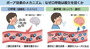 bohr-effect-mechanism-diagram-japanese.jpg