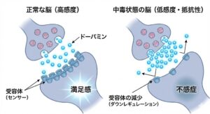 dopamine-receptor-downregulation-mechanism-japanese.jpg