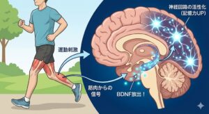 exercise-bdnf-release-mechanism-japanese.jpg