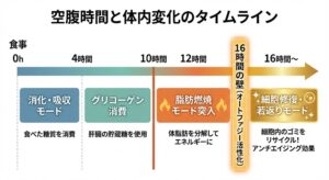 fasting-timeline-fat-burning-chart-japanese.jpg