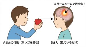 mirror-neuron-mechanism-diagram-japanese.jpg