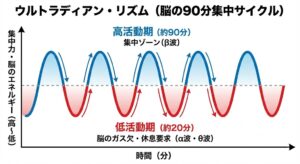 ultradian-rhythm-brac-cycle-chart-japanese.jpg